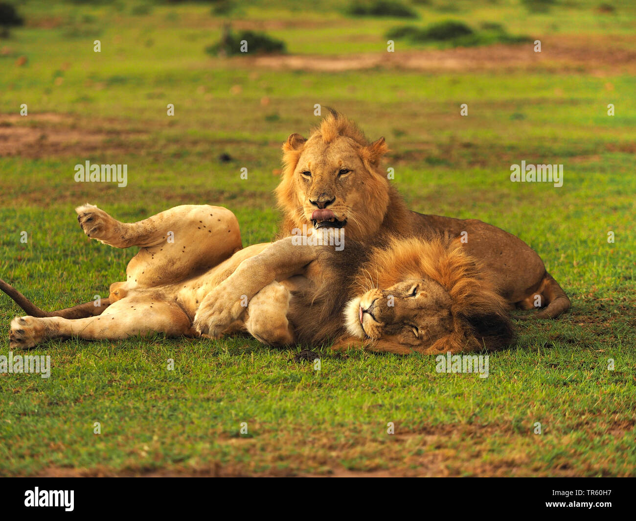 Lion (Panthera leo), deux frères se trouvant ensemble dans un pré, Kenya, Masai Mara National Park Banque D'Images