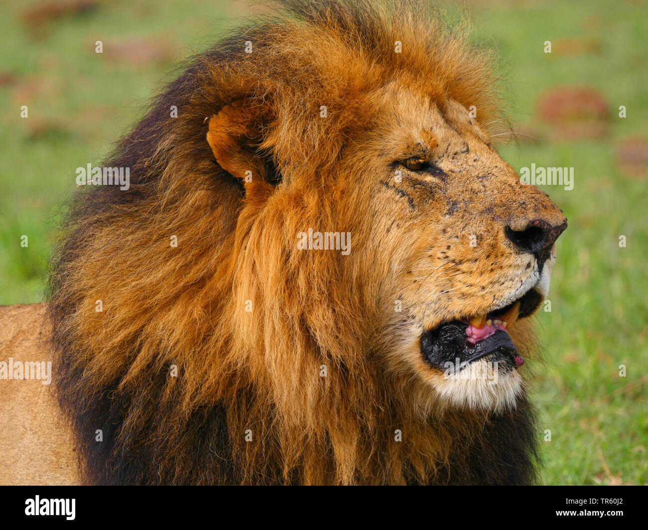 Lion (Panthera leo), homme lion, portrait, Kenya, Masai Mara National Park Banque D'Images