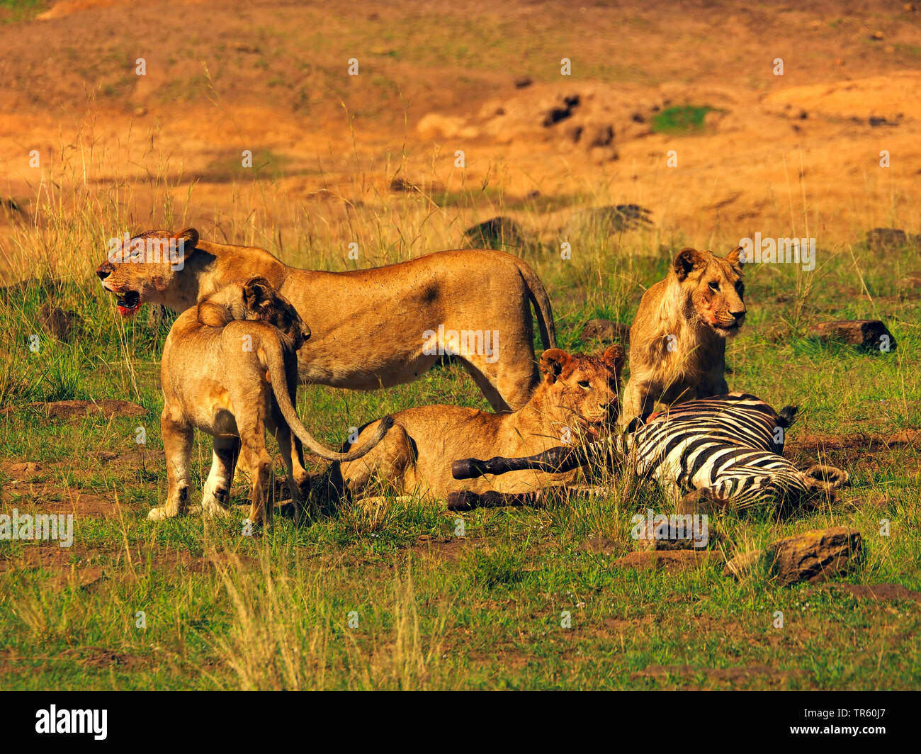 Lion (Panthera leo), groupe les lions tués avec Zebra, Kenya, Masai Mara National Park Banque D'Images