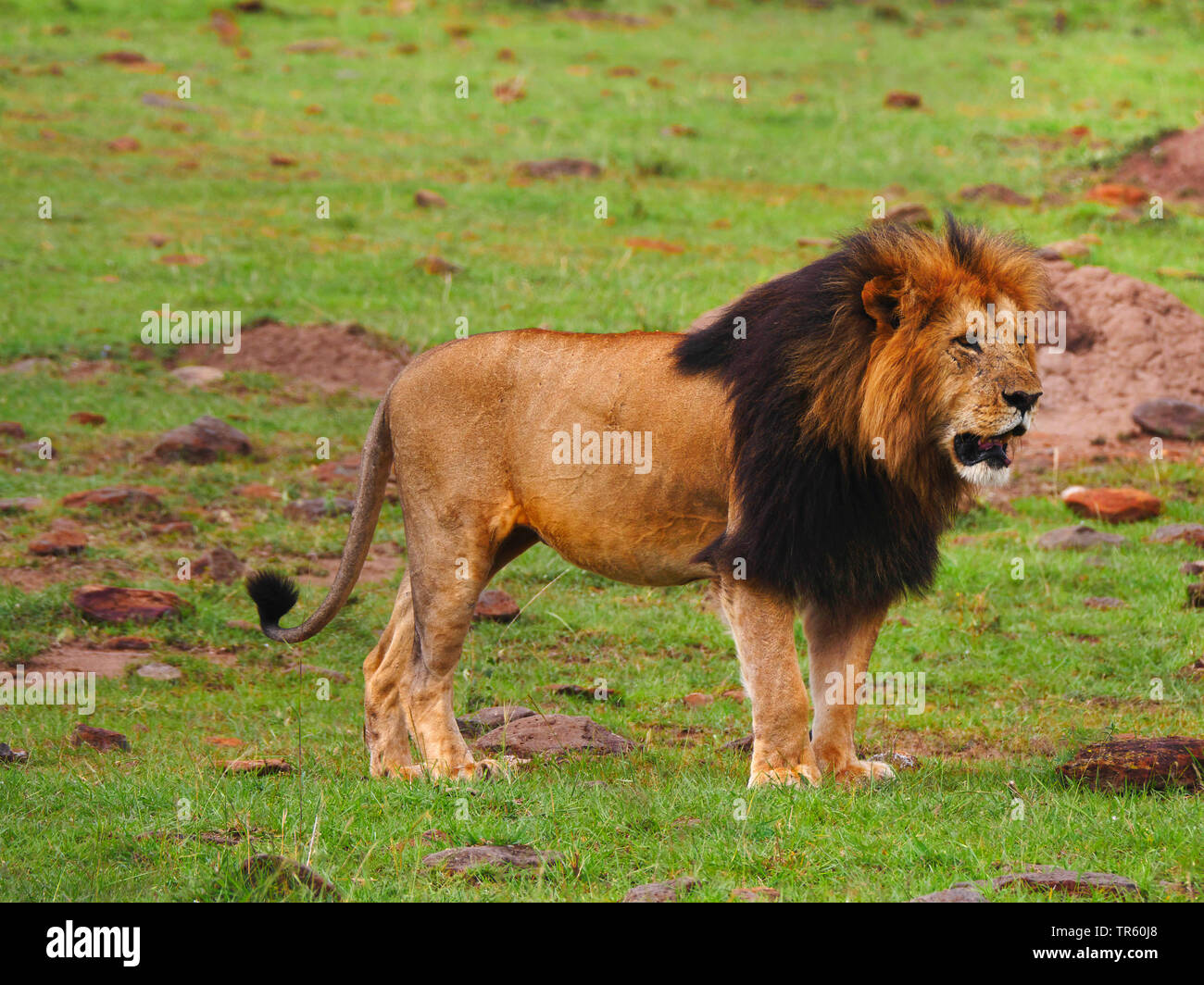 Lion (Panthera leo), homme lion debout dans une prairie, vue latérale, Kenya, Masai Mara National Park Banque D'Images
