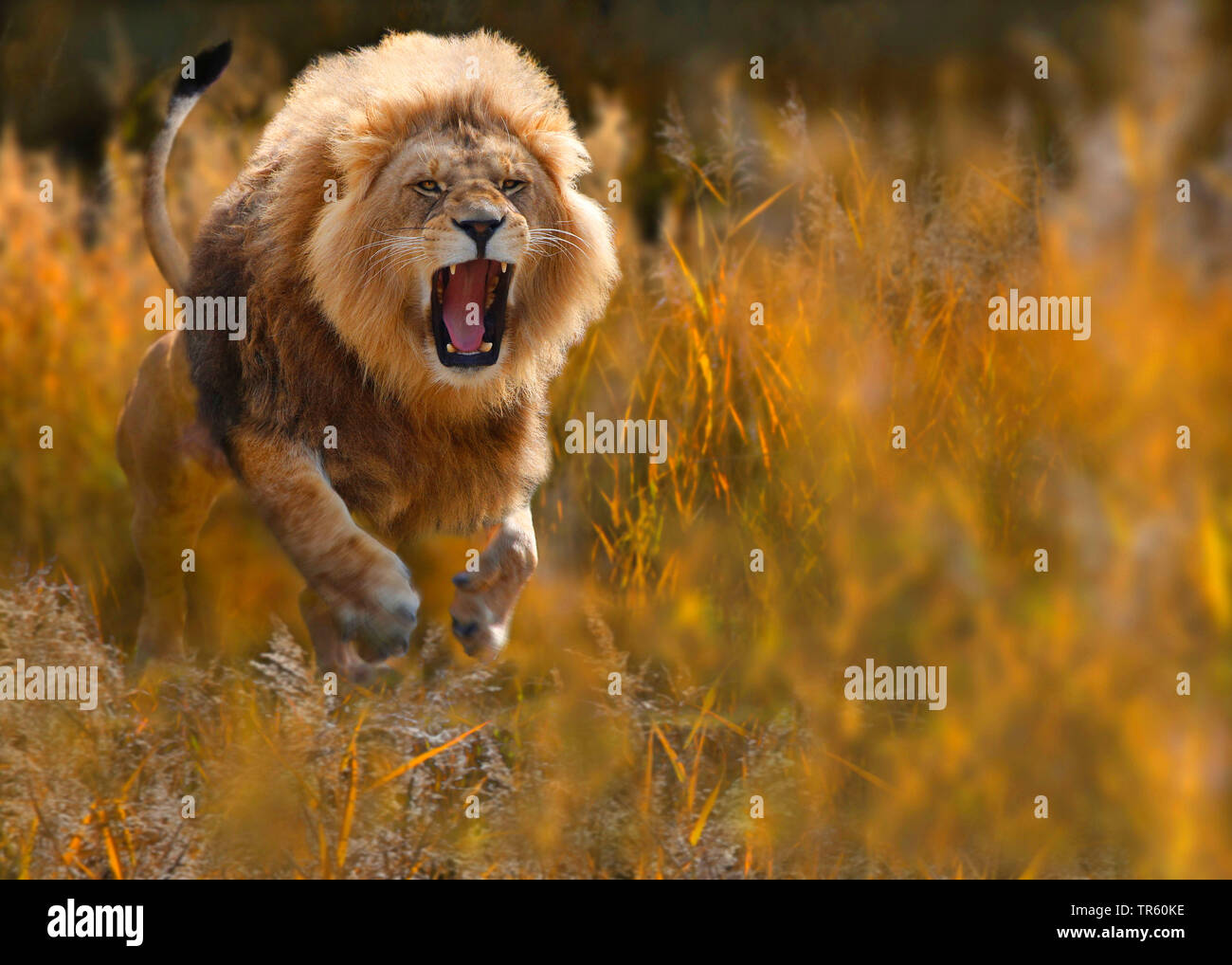 Lion (Panthera leo), roaring lion attaquant, vue de face, l'Afrique Banque D'Images