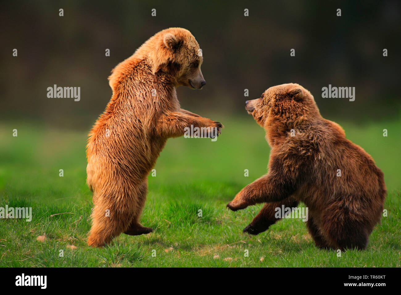 L'ours brun (Ursus arctos arctos), deux oursons jouant dans un pré, side view, Allemagne Banque D'Images