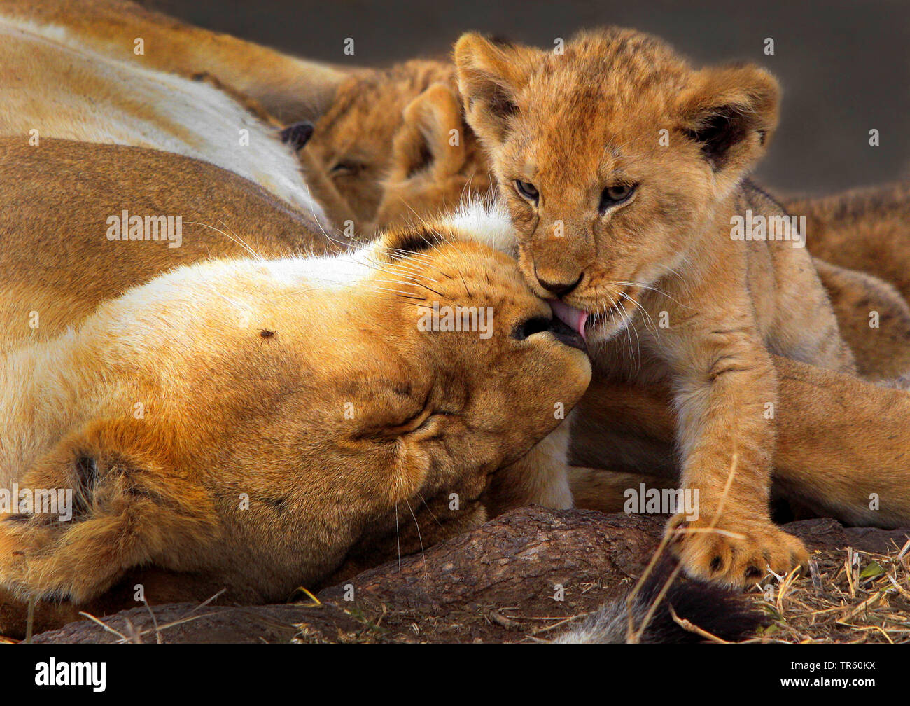 Lion (Panthera leo), lionne smooching avec son lion cub Banque D'Images