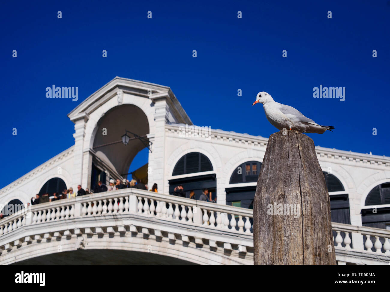 Gull assis sur un poste en face du pont du Rialto Banque D'Images