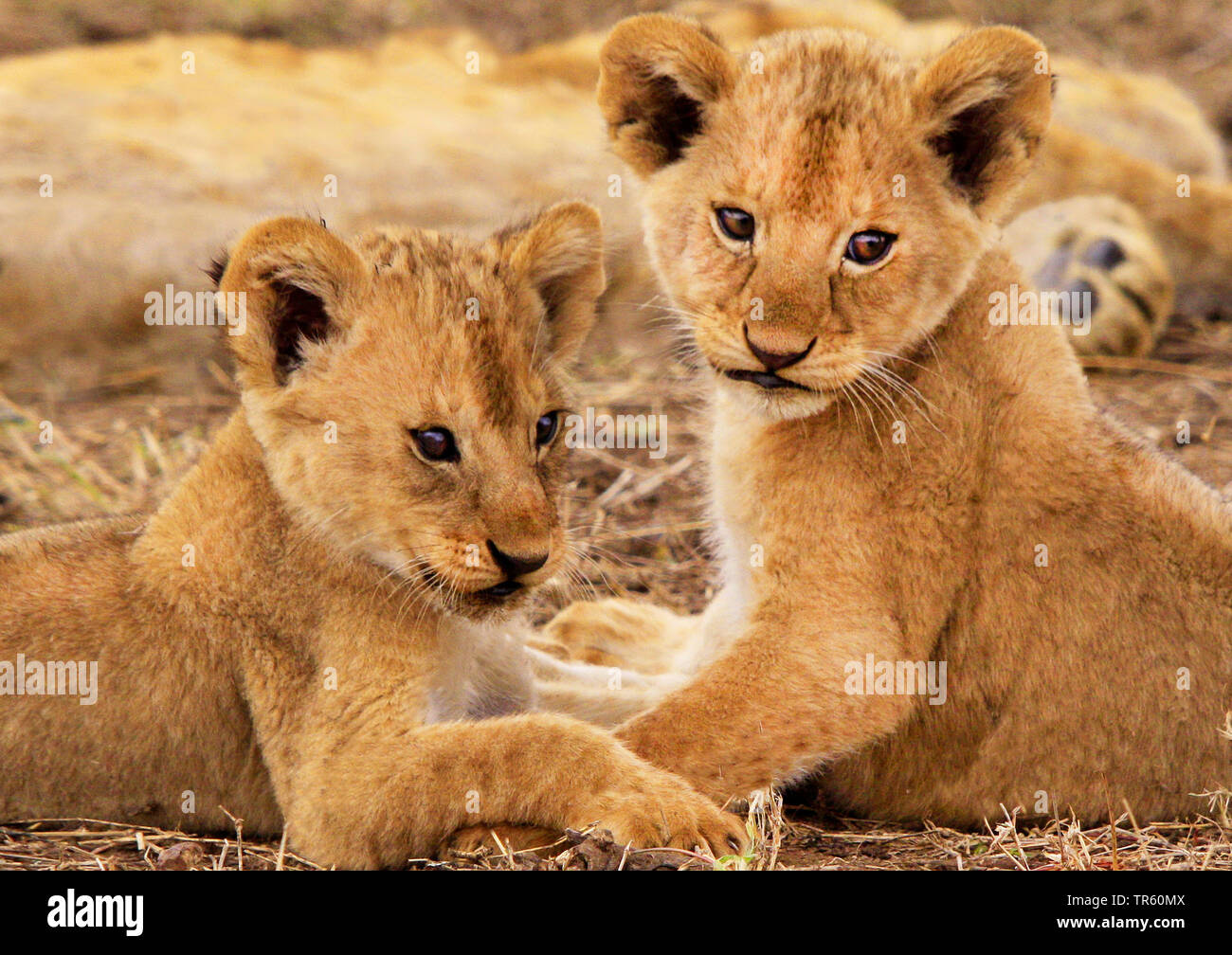 Lion (Panthera leo), deux lionceaux Banque D'Images