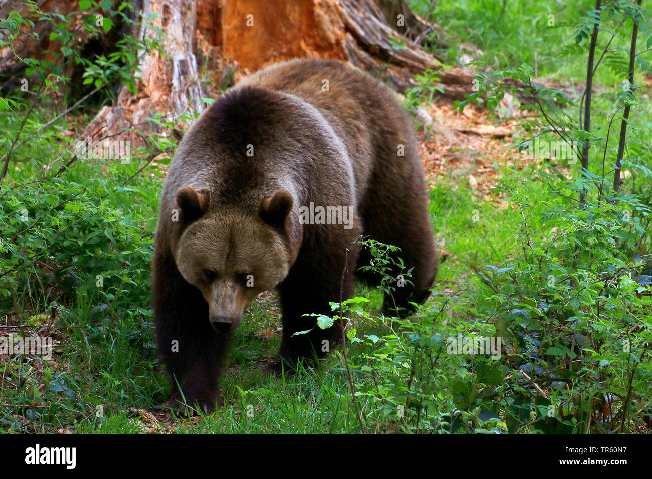 L'ours brun (Ursus arctos arctos), en passant devant une racine, Allemagne Banque D'Images