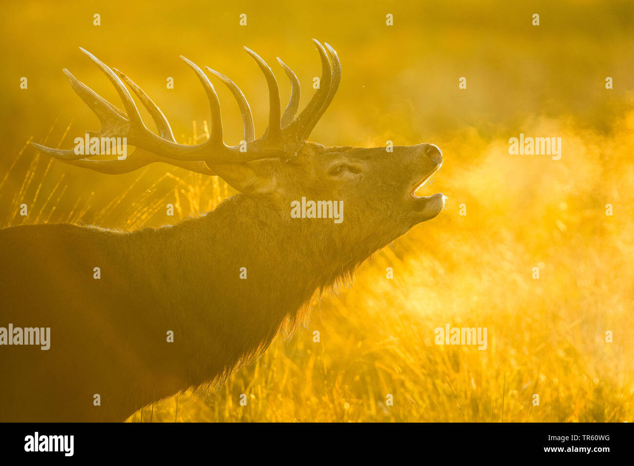 Red Deer (Cervus elaphus) stag rugissant, sur une prairie dans la lumière du matin, Suisse Banque D'Images