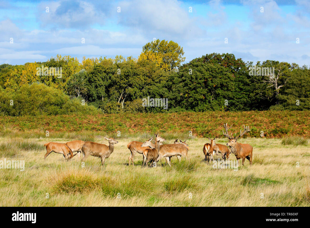 Red Deer (Cervus elaphus), hart debout avec hinds dans un pré, Suisse Banque D'Images