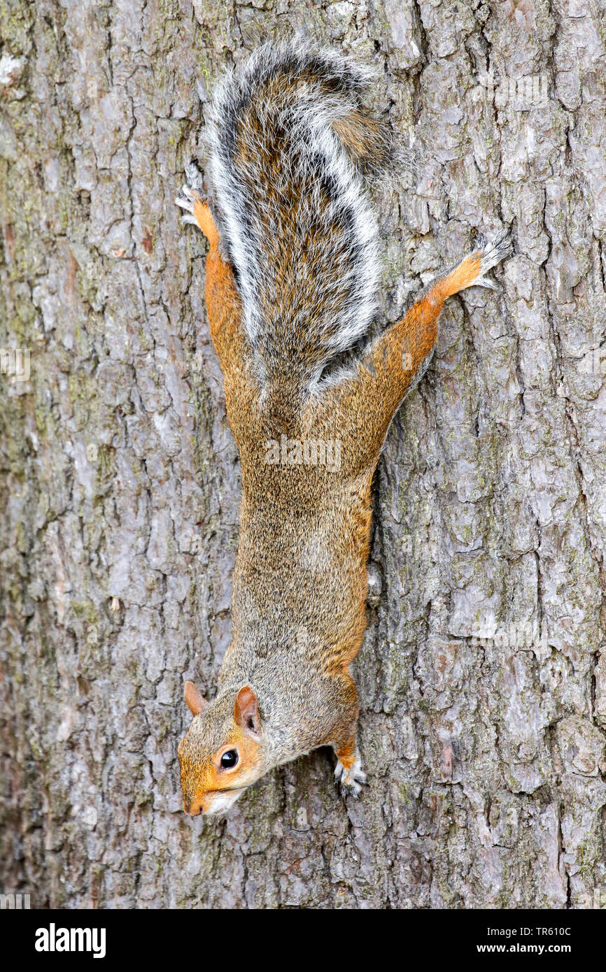 L'écureuil gris, l'écureuil gris (Sciurus carolinensis), l'escalade vers le bas à un tronc d'arbre, Royaume-Uni, Angleterre, Richmond Park Banque D'Images