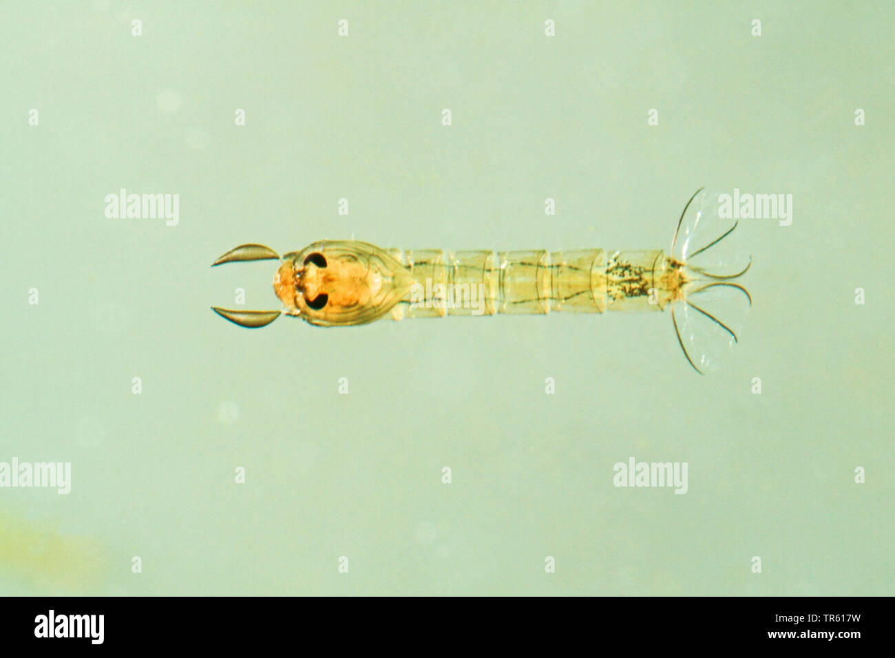 Midge, fantôme glassworm (Chaoborus spec.), larves dans l'eau, de l'Allemagne Banque D'Images