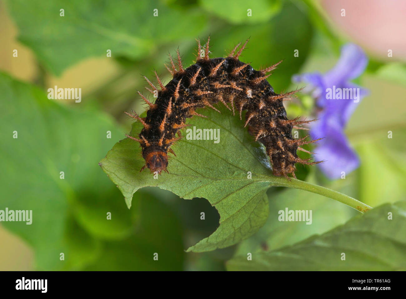 Brown fritillary (Argynnis élevé, Fabriciana adippe adippe), l'alimentation, de l'Allemagne viola Caterpillar Banque D'Images