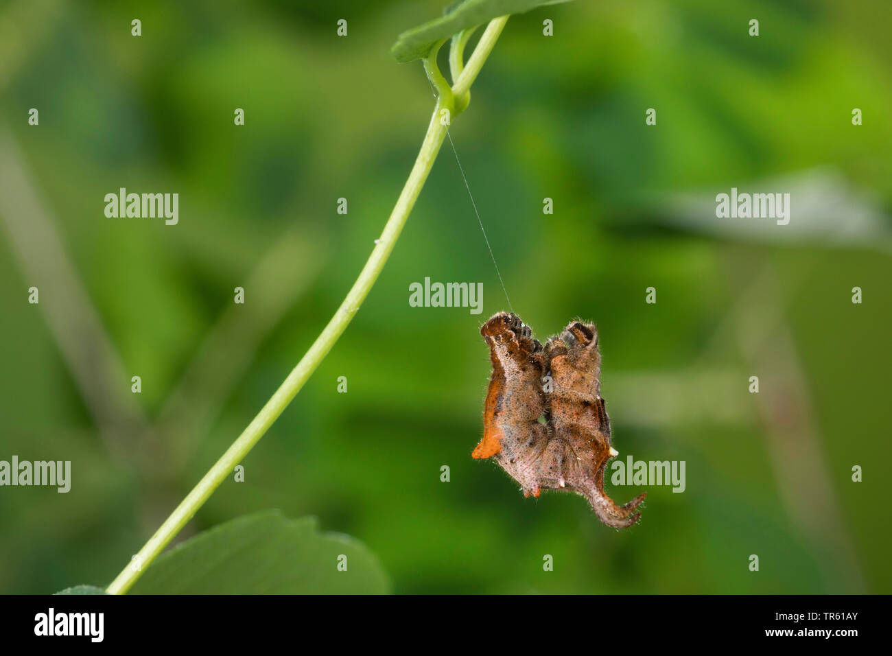 (Apeira syringaria beauté lilas, Hygrochroa syringaria, Pericallia syringaria), Caterpillar suspendu par un fil, vue latérale, Allemagne Banque D'Images