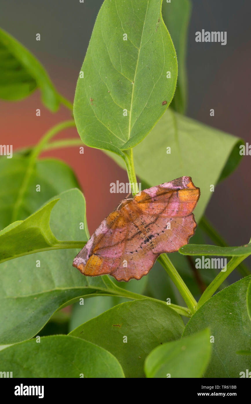 (Apeira syringaria beauté lilas, Hygrochroa syringaria, Pericallia syringaria), imago avec ailes ouvertes, vue de dessus, Allemagne Banque D'Images