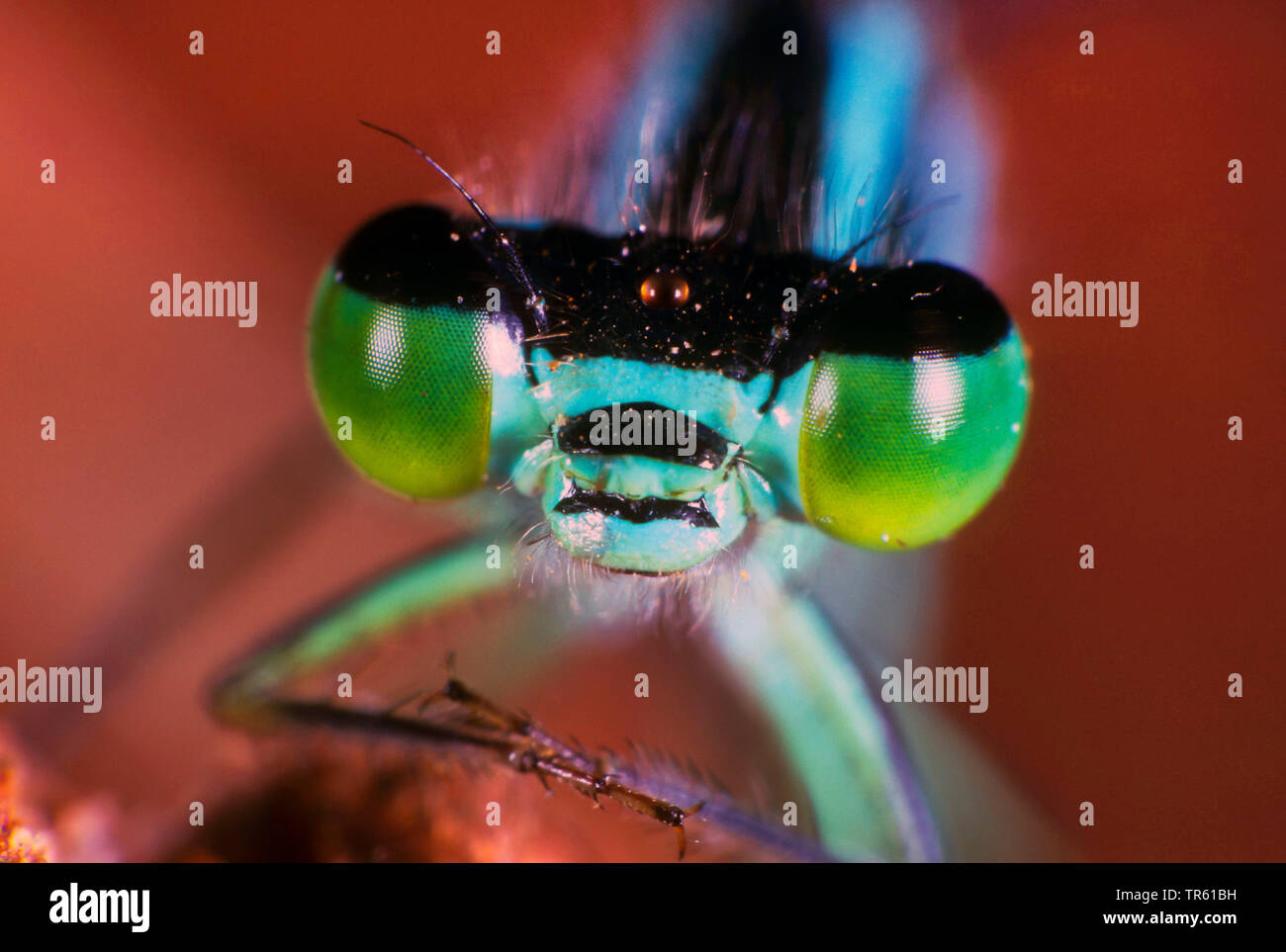 D'ischnura, commun à queue bleu libellule Ischnura elegans), (portrait, Allemagne Banque D'Images