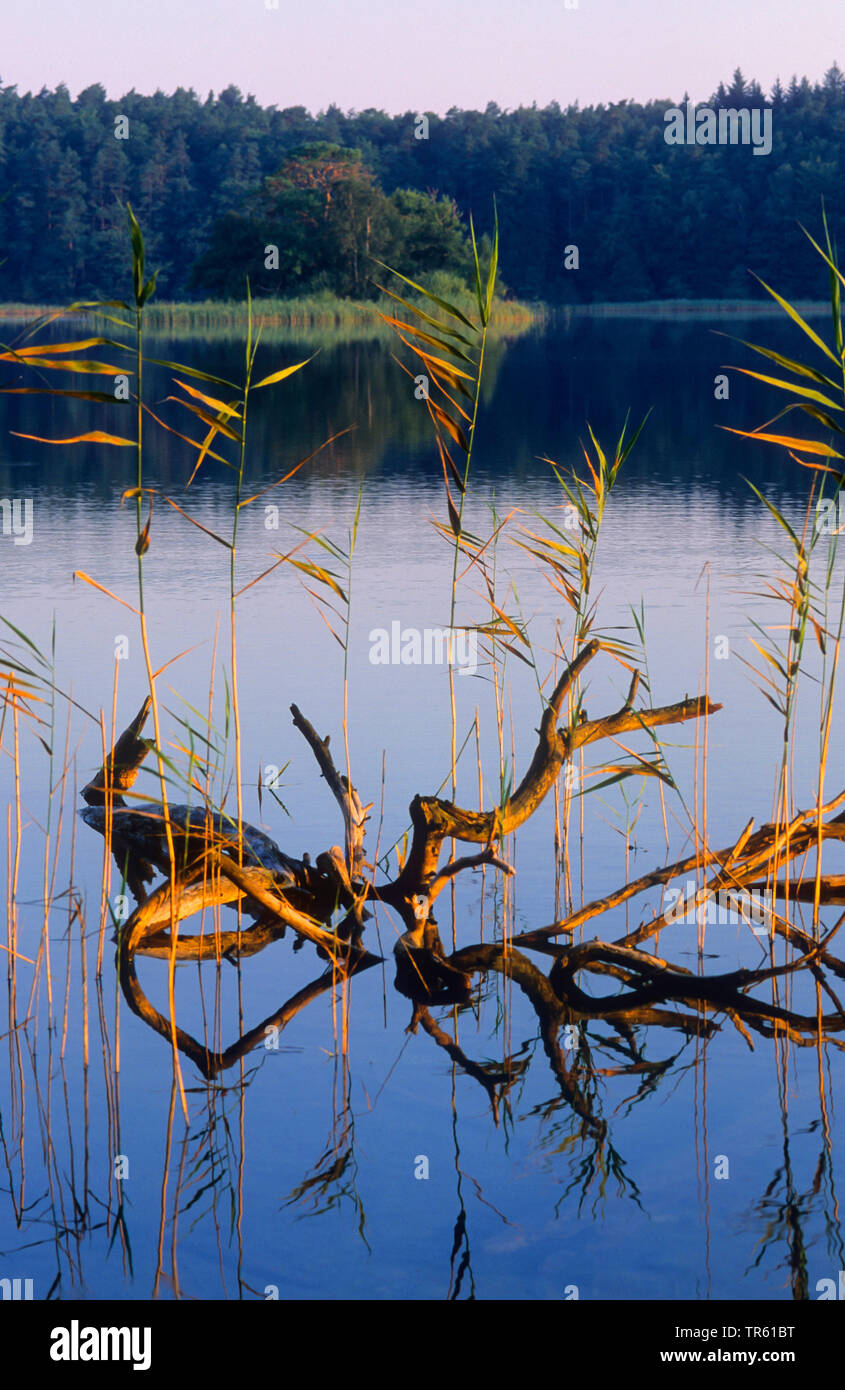 Lac Grosser Wurmsee au lever du soleil, de l'Allemagne, Brandebourg Banque D'Images