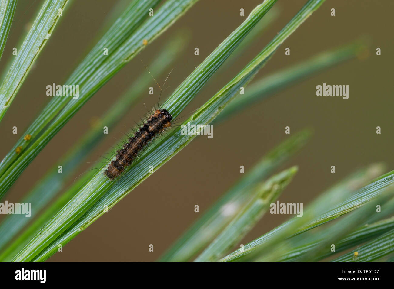 Arches (pin), les jeunes Panthea coenobita alimentation caterpillar à pine, vue de dessus, Allemagne Banque D'Images