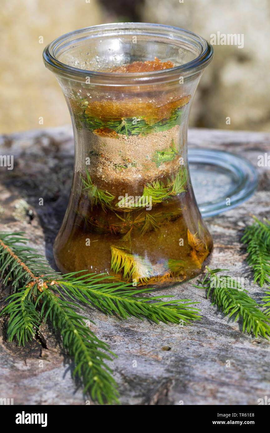 L'épinette de Norvège (Picea abies), Maiwipferl-Sirup, selfmade sirop contre la toux, de l'épinette pousses, Allemagne Banque D'Images