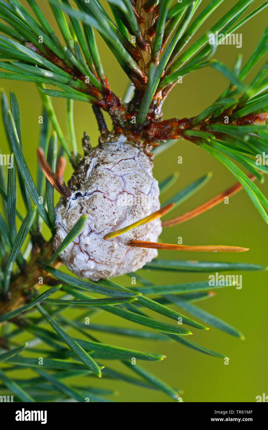 La résine du Pin-gall (Retinia resinella resinella, Petrova, Evetria resinella), gall à pine, Allemagne Banque D'Images