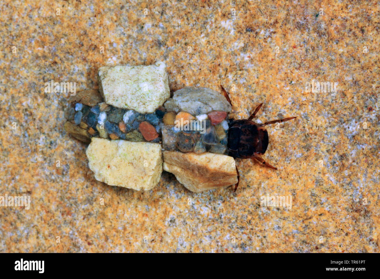 Silo nigricornis (phryganes), larves dans son affaire faite de sable et de petites pierres, Allemagne Banque D'Images