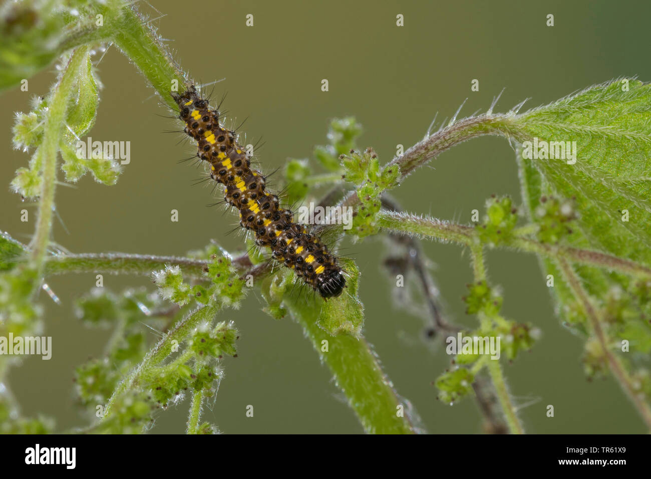(Callimorpha dominula tiger écarlate, Panaxia dominula), Caterpillar l'alimentation d'une feuille, vue de dessus, Allemagne Banque D'Images
