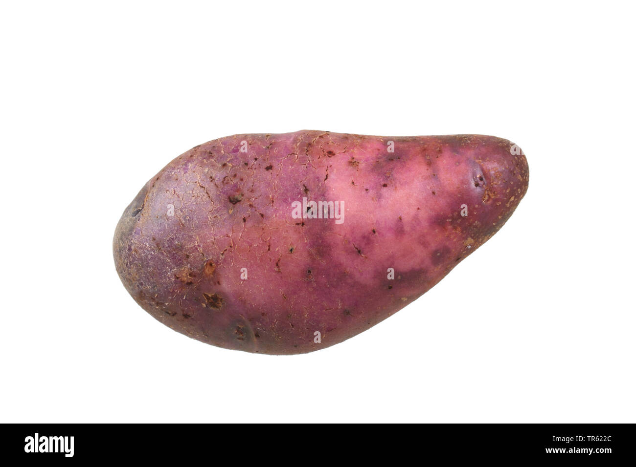 La pomme de terre (Solanum tuberosum) des semis aux yeux violets, la pomme de terre du cultivar semis aux yeux violet, dentelle Banque D'Images
