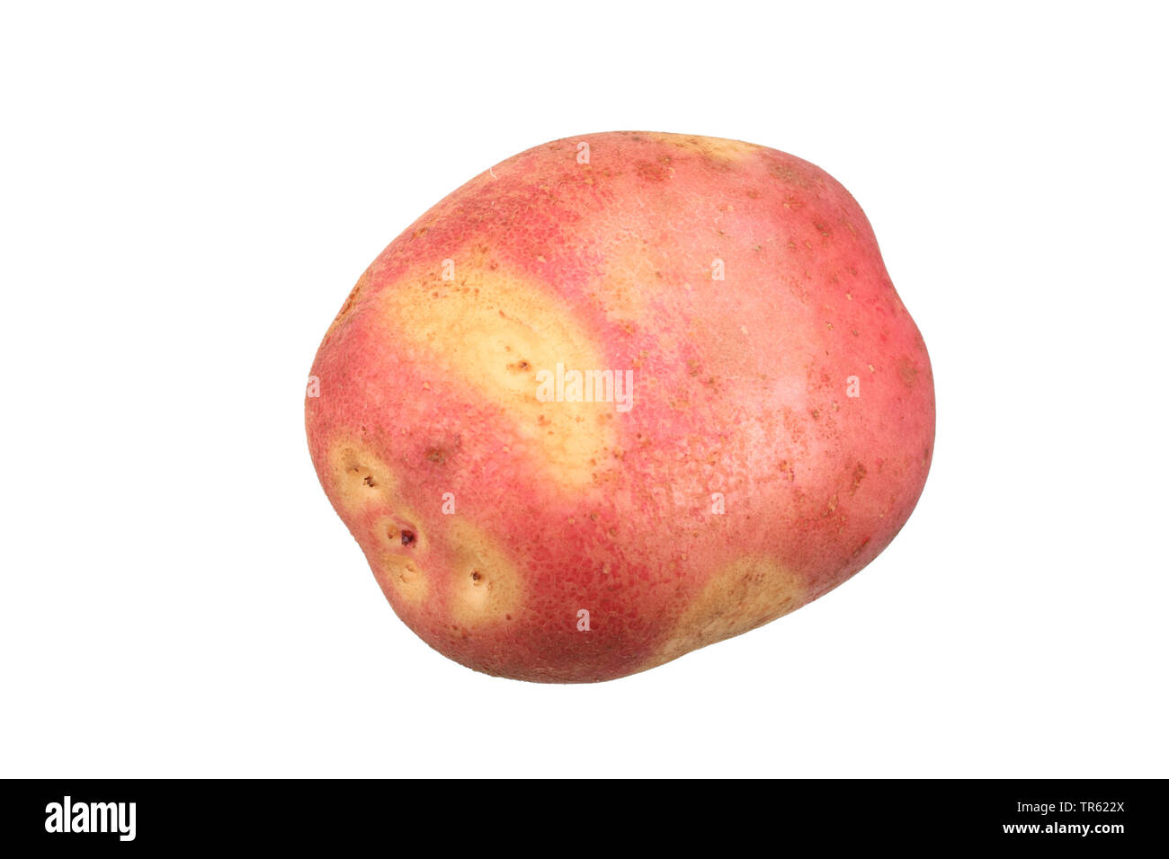 La pomme de terre (Solanum tuberosum), Maya Twlight cultivar de pomme de terre de découpe, Twlight Maya Banque D'Images