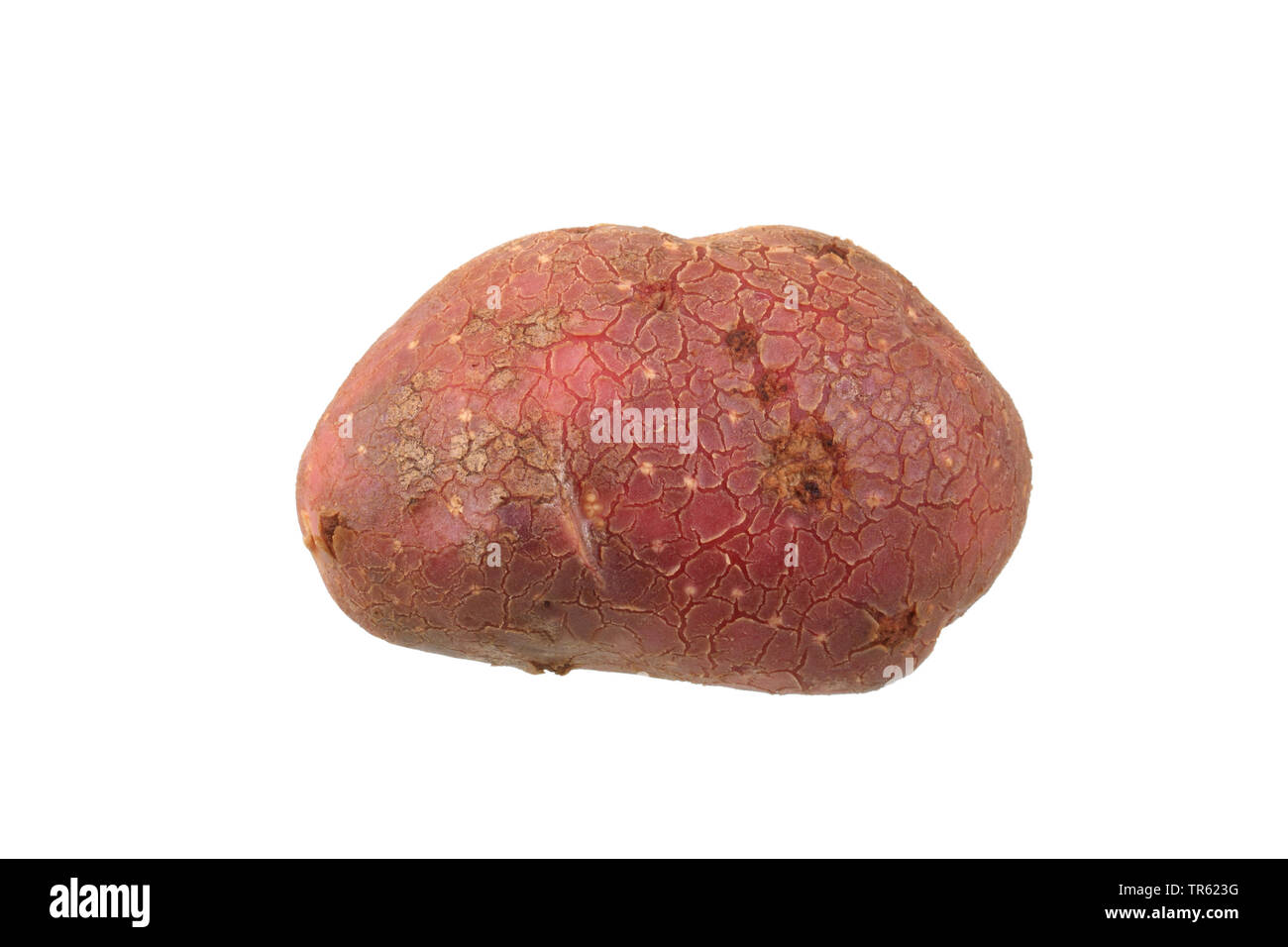 La pomme de terre (Solanum tuberosum Highland Bourgogne Rouge), la pomme de terre du cultivar Highland Bourgogne rouge, dentelle Banque D'Images