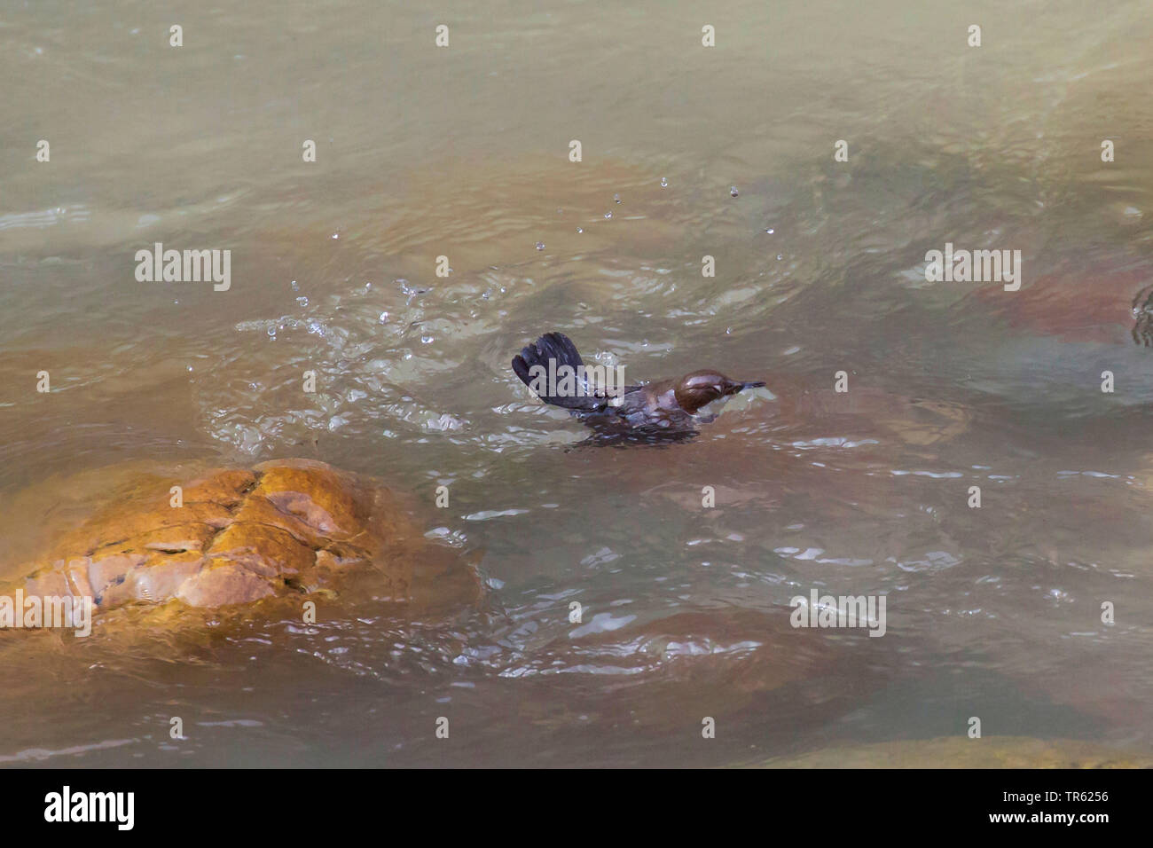 Balancier (Cinclus cinclus), nager et plonger dans un ruisseau de montagne, à la recherche de nourriture, l'Autriche, le Tyrol Banque D'Images