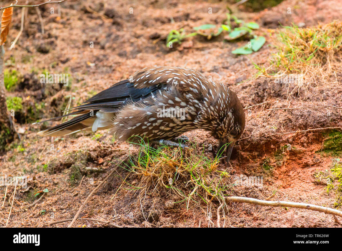 (Nucifraga caryocatactes spotted nutcracker), cachant un écrou comme approvisionnement pour l'hiver, l'Autriche, le Tyrol Banque D'Images