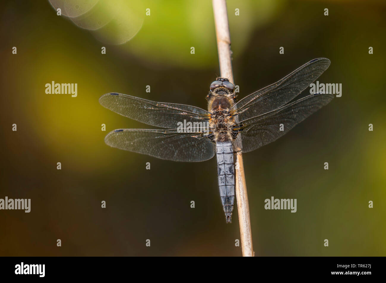 Black-tailed skimmer (Orthetrum cancellatum) mâle sur une tige, Allemagne, Bavière, Langbuergerner Voir Banque D'Images