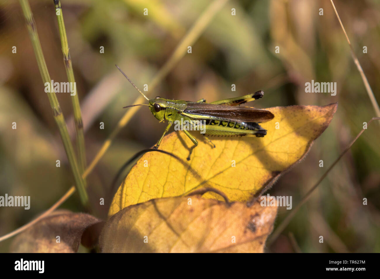 Grand Marais sauterelle (Mecostethus grossus, Stethophyma grossum), sur feuille d'automne, en Allemagne, en Bavière, Staffelseemoore Banque D'Images