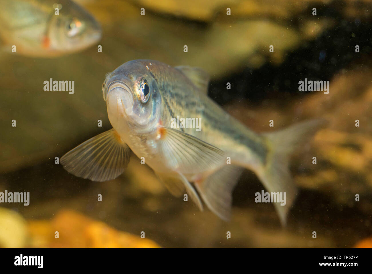 Boule de radiers, Schneider (Alburnoides bipunctatus), front view Banque D'Images