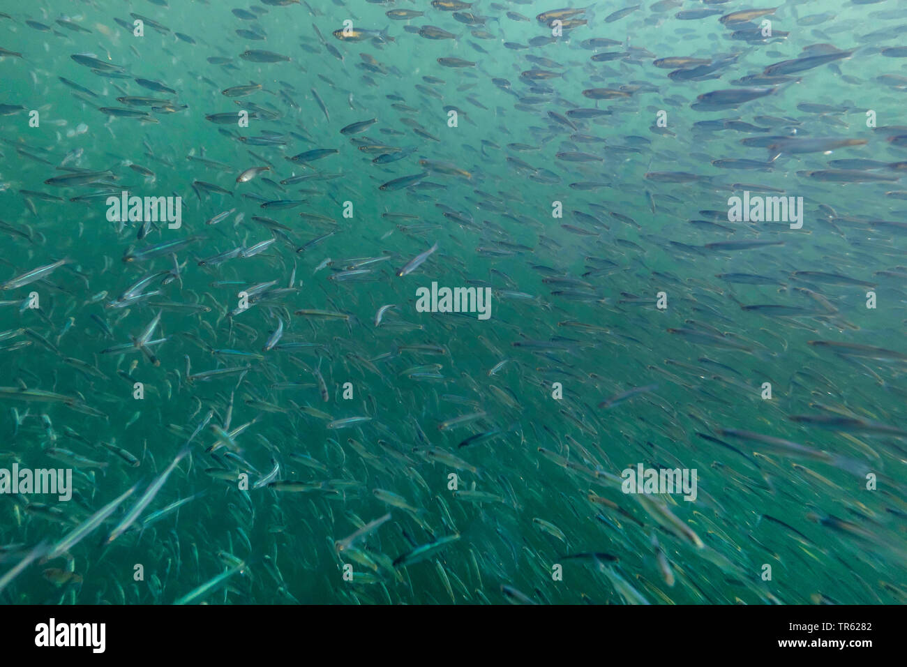 Sombre danubienne, Danube sombre, shemaya (Chalcalburnus chalcoides mento), l'un de l'été jeune poisson scoal rassemblement à l'hiver, en Allemagne, en Bavière, le lac de Chiemsee Banque D'Images