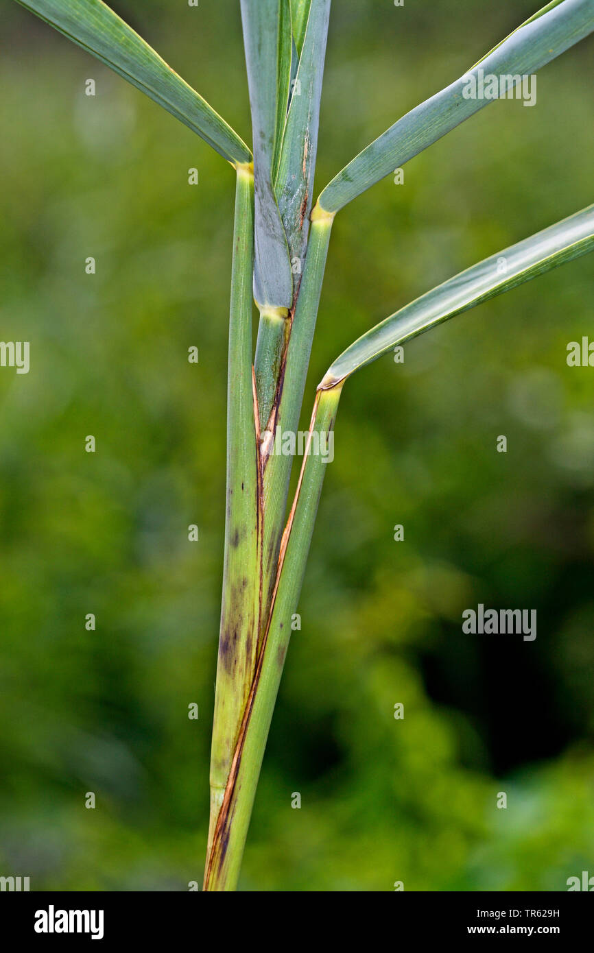 Reed, oscinie mouche, herbe voler (Lipara lucens), culot à une tige de quenouille, Allemagne Banque D'Images