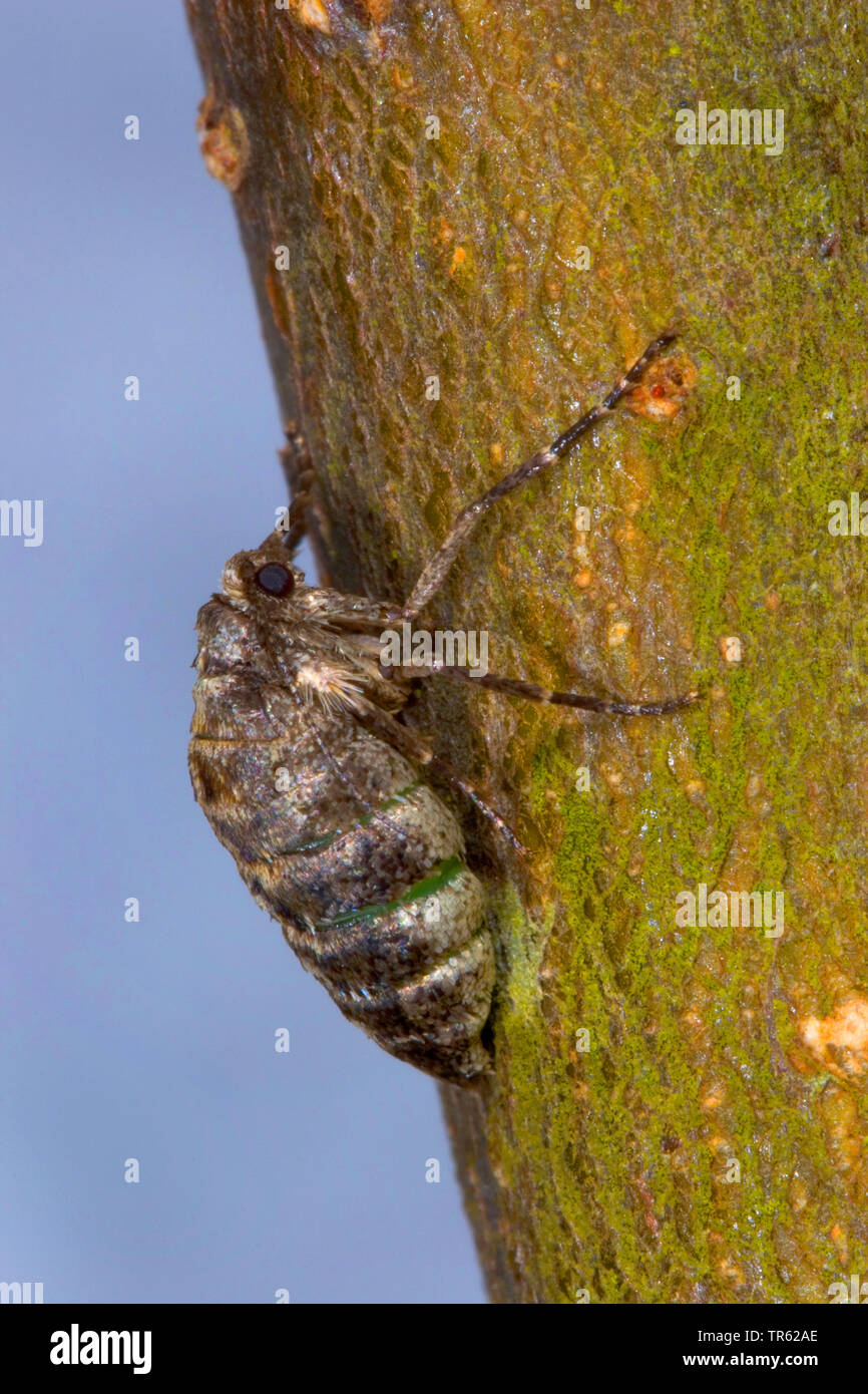 Chat beauté pâle (Apocheima pilosaria Phigalia pilosaria), aptères, femme, vue latérale, Allemagne Banque D'Images