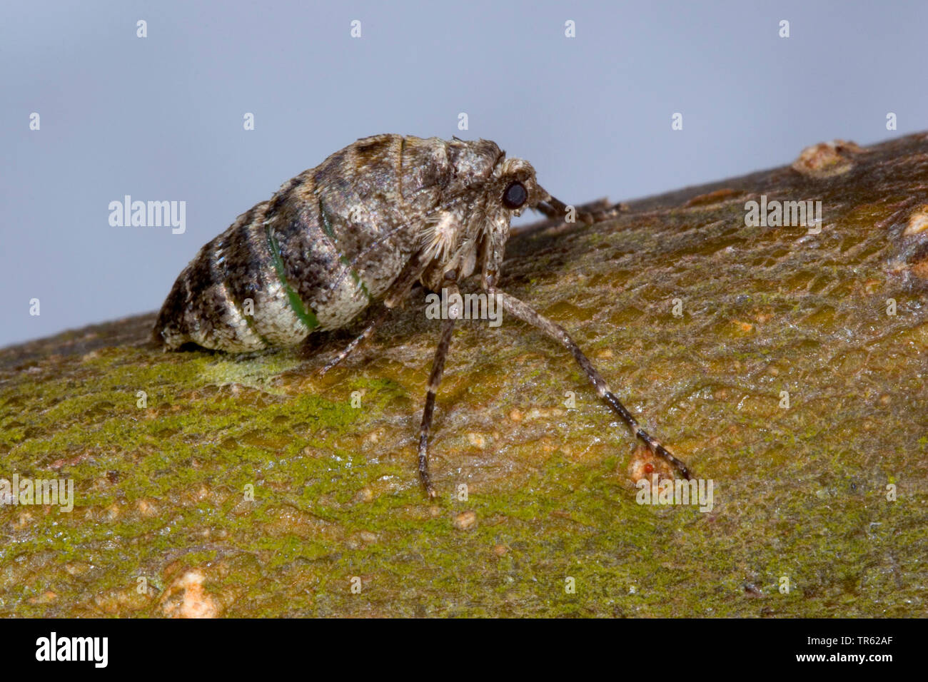 Chat beauté pâle (Apocheima pilosaria Phigalia pilosaria), aptères, femme, vue latérale, Allemagne Banque D'Images