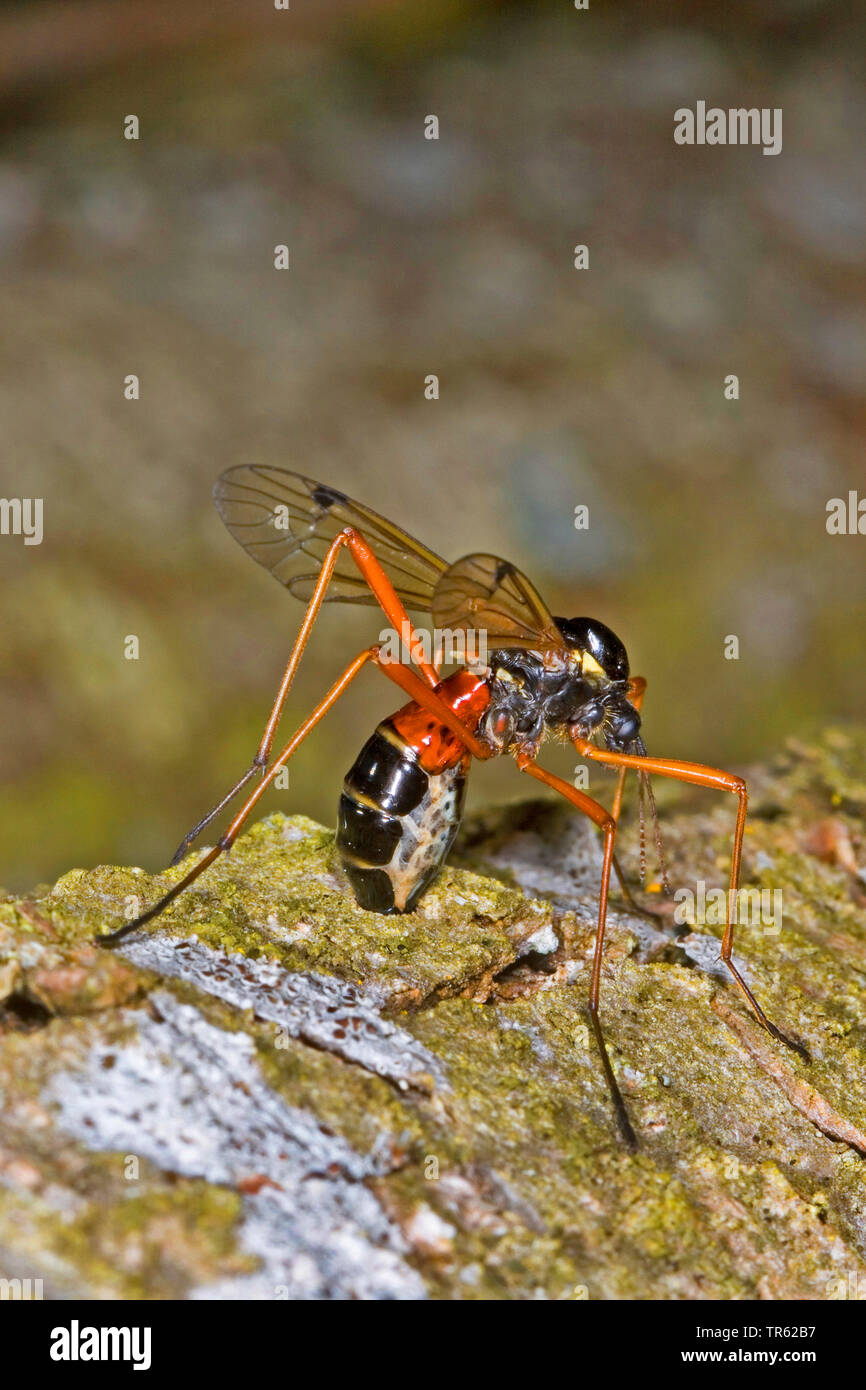 Sabre géant comb-horn cranefly ; comb-horn cranefly (Tanyptera atrata), femme à la ponte, Allemagne Banque D'Images