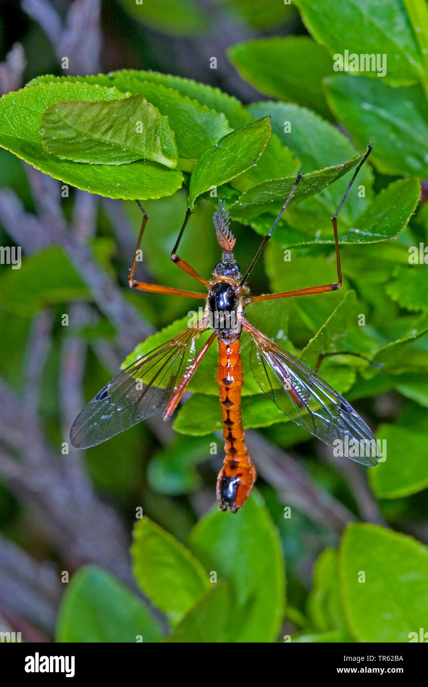 Sabre géant comb-horn cranefly ; comb-horn cranefly (Tanyptera atrata), homme, Allemagne Banque D'Images