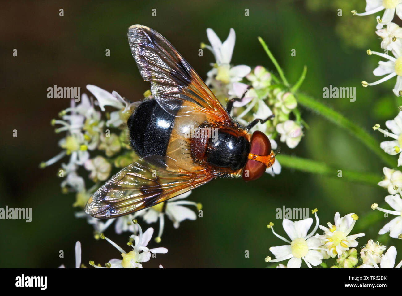 Hoverfly pellucide pellucide, Fly (Volucella pellucens), sur umbellifer, Allemagne Banque D'Images
