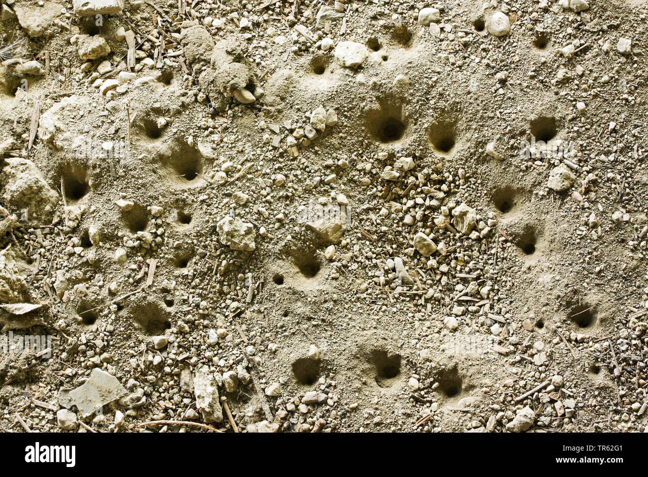 Vermileonid (Vermileo vermileo), des pièges en forme de cône faites par les larves dans le sable, Allemagne Banque D'Images