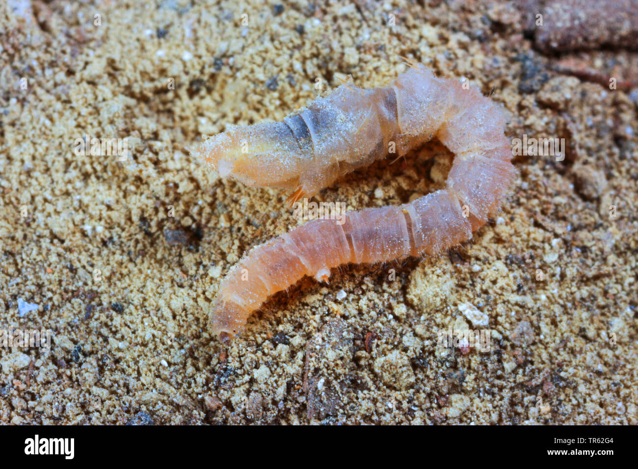 Vermileonid (Vermileo vermileo), larve, Allemagne Banque D'Images