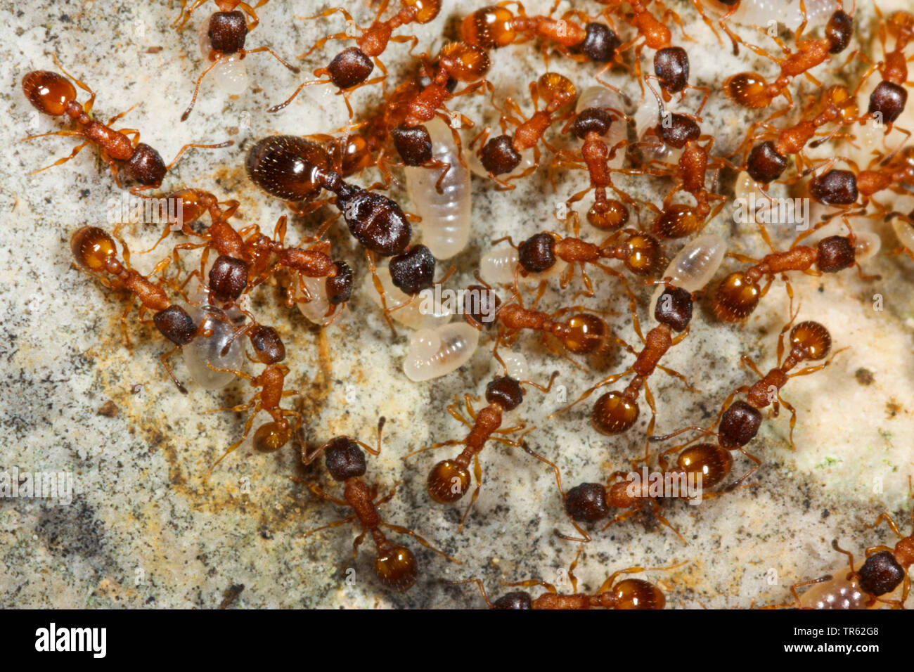 Ant (Leptothorax spec.), fourmis avec des larves dans le nid Banque D'Images