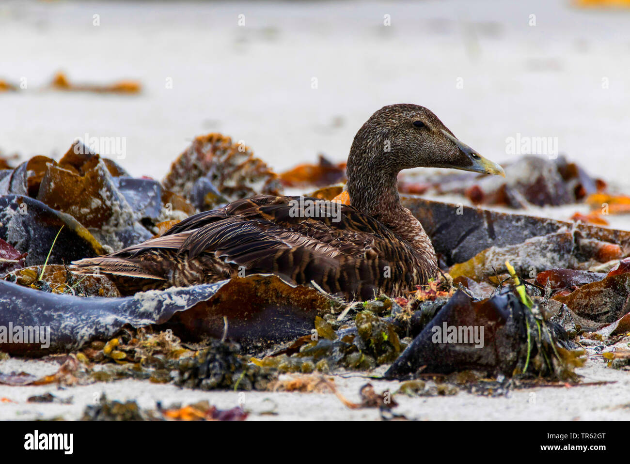 L'eider à duvet (Somateria mollissima), femme dans la marge de lavage, de l'Allemagne, Schleswig-Holstein, Helgoland Banque D'Images
