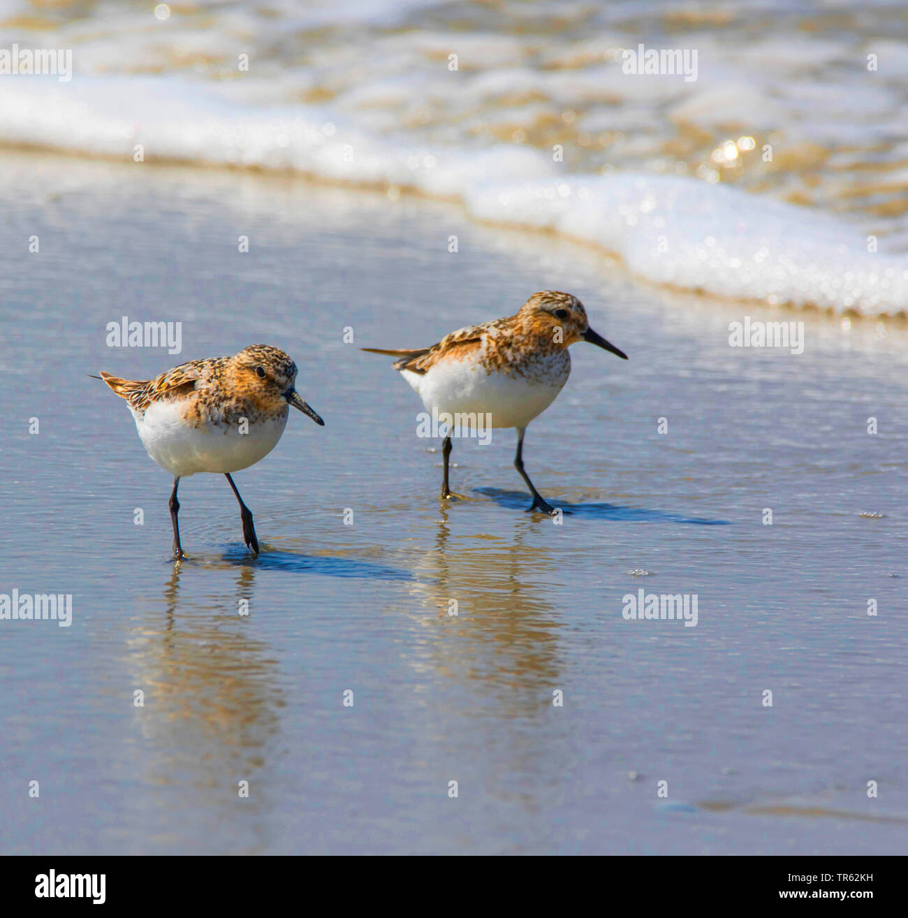 Bécasseau sanderling (Calidris alba), sur la plage, l'ALLEMAGNE, Basse-Saxe, Juist Banque D'Images