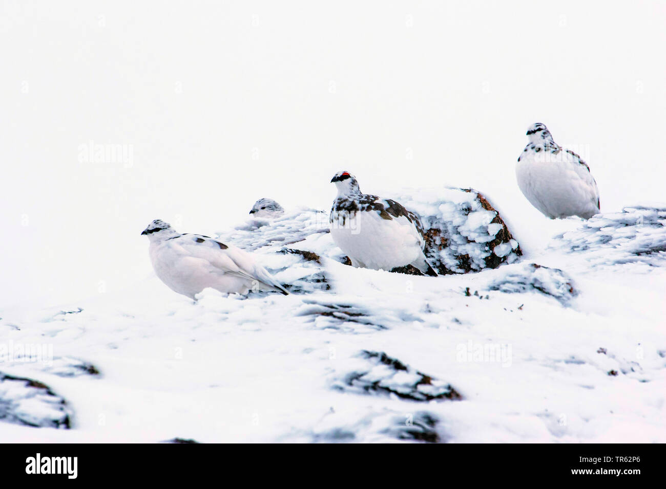 Le lagopède alpin, le poulet Neige (Lagopus mutus), troupe assis dans la neige sur un rock glacial, Royaume-Uni, Ecosse, Avimore Banque D'Images