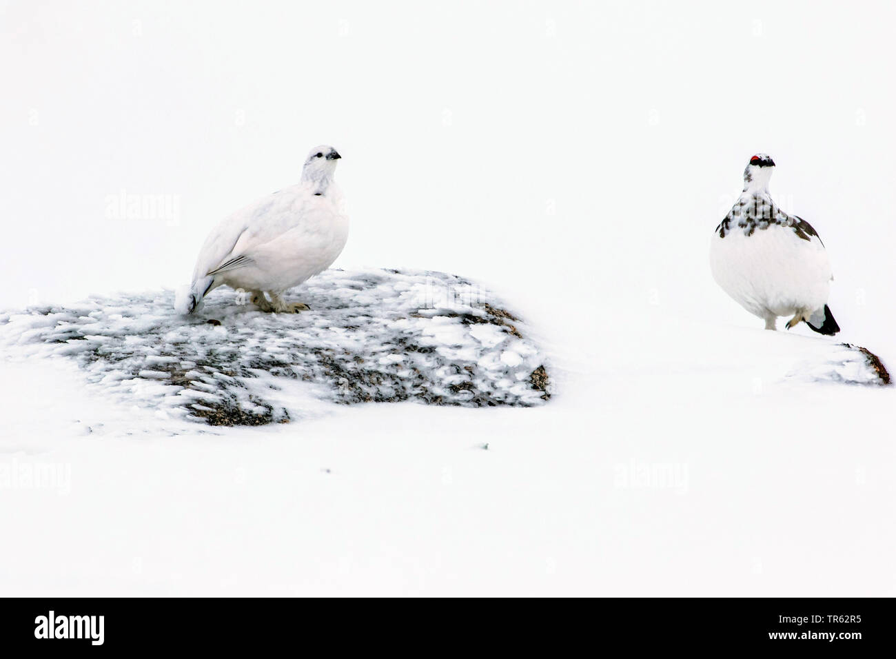 Le lagopède alpin, le poulet Neige (Lagopus mutus), Comité permanent sur les paysages enneigés en rock, Royaume-Uni, Ecosse, Avimore Banque D'Images