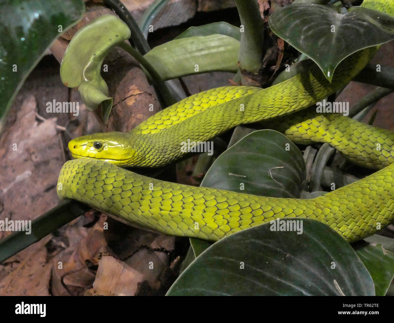 Green mamba, de l'Est (Dendroaspis angusticeps mamba commun), dans l'arbuste Banque D'Images