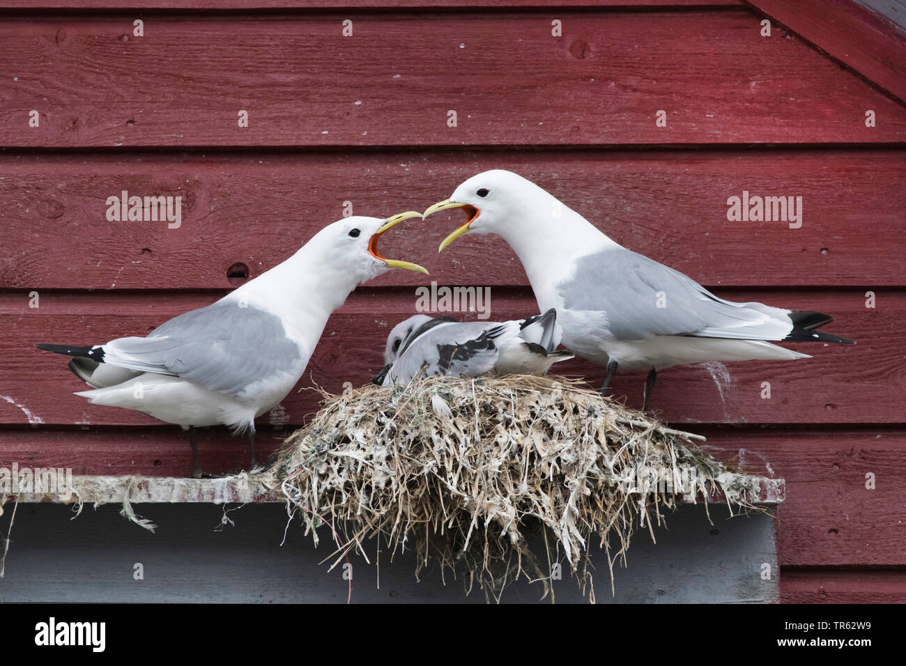 La mouette tridactyle (Rissa tridactyla), Larus tridactyla), nichant dans une maison, la Norvège, le Finnmark, Berlevaag Banque D'Images