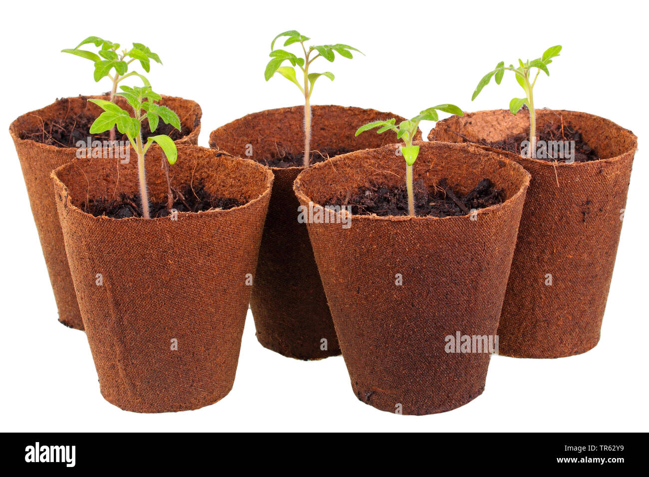 Les jeunes plants de tomates en pots en carton, Allemagne Banque D'Images