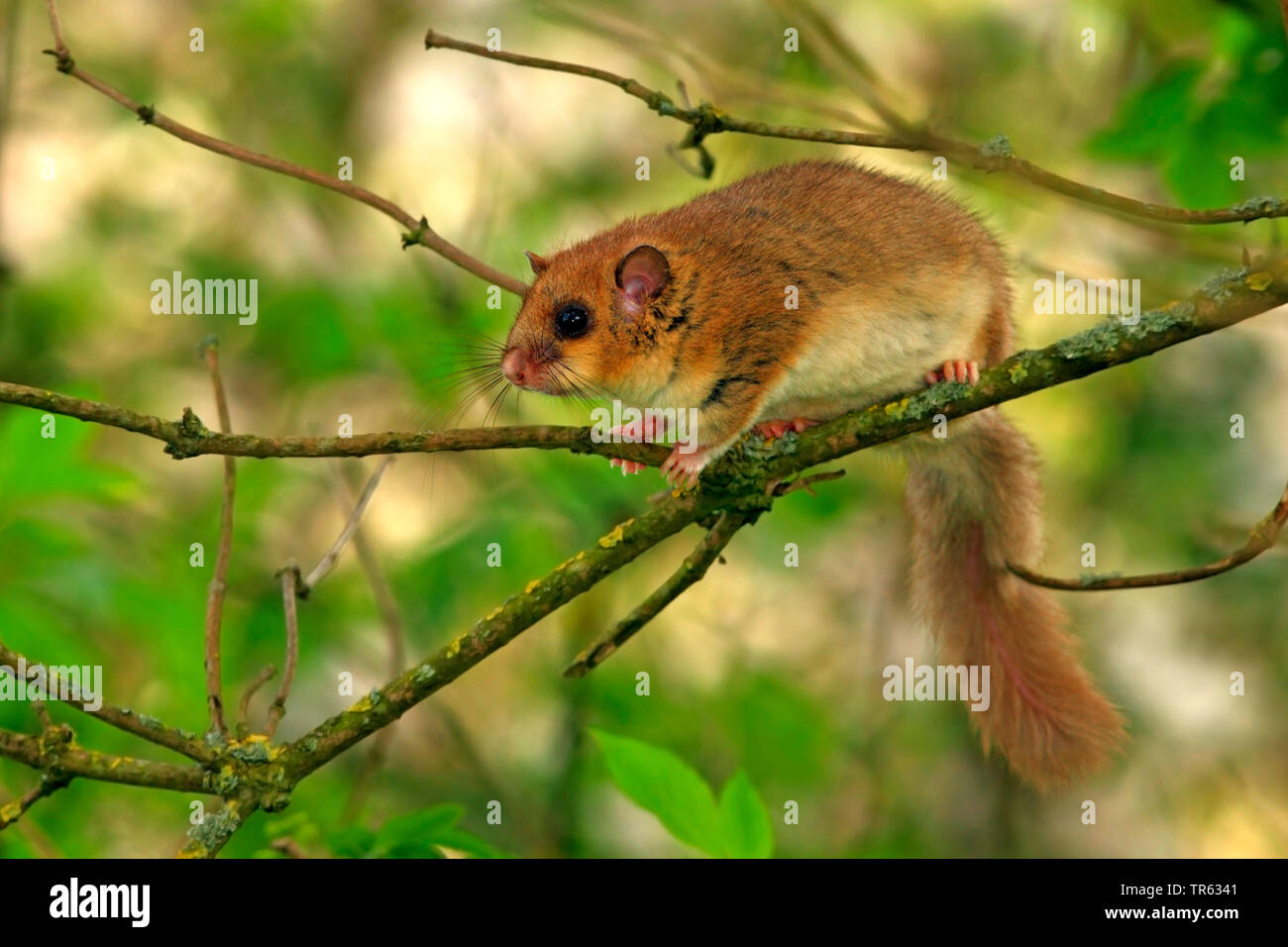 Loir, roturier comestibles loir, loir, graisse à queue d'écureuil loir (Glis glis), assis sur un lichened twig, Allemagne, Hesse Banque D'Images